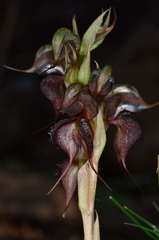 Pterostylis boormanii
