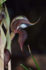 Pterostylis boormanii