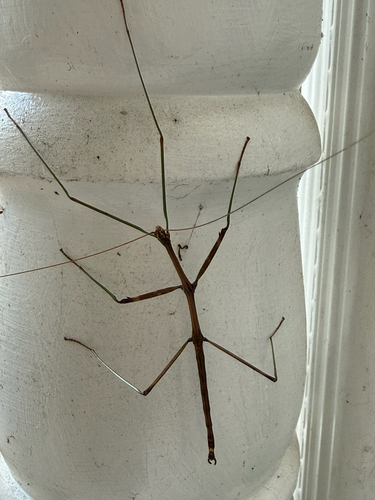 Northern Walkingstick