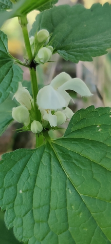 White deadnettle