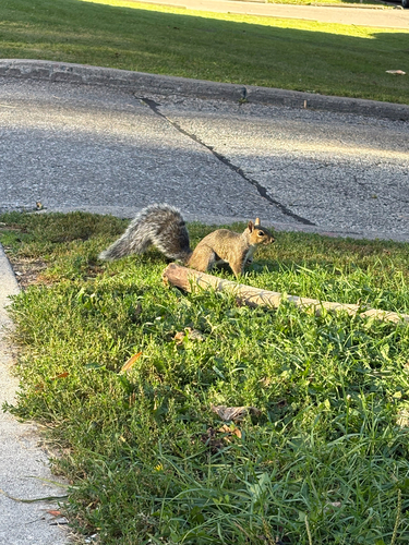Eastern Gray Squirrel