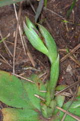 Pterostylis boormanii