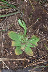 Pterostylis boormanii