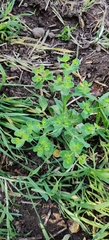 Euphorbia helioscopia, photograph (c) Ondřej Křivan, some rights reserved (CC BY)
