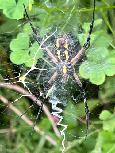 Yellow Garden Spider