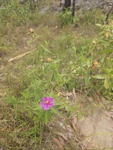 Osbeckia observed 2026-09-20