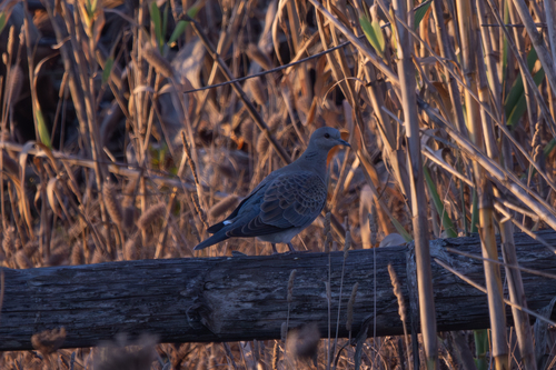 European Turtle-Dove