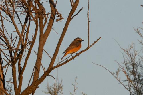 Common Redstart