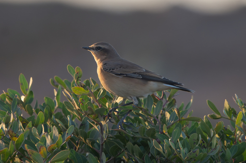 Northern Wheatear