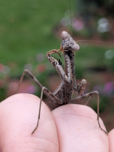 Carolina Mantis