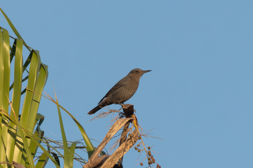 Blue Rock-Thrush