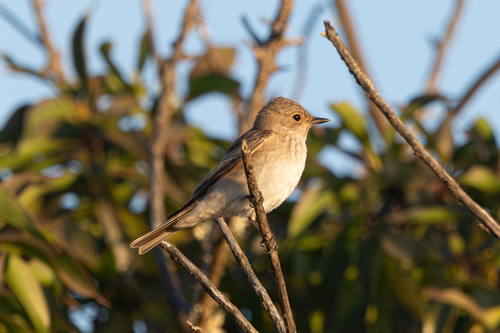 Spotted Flycatcher
