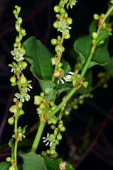 Muehlenbeckia rhyticarya