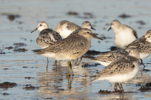 Red Knot