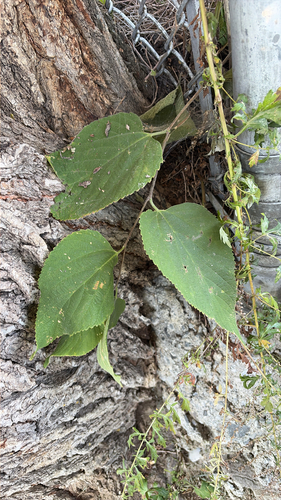 Celtis occidentalis, photograph 6