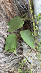 Celtis occidentalis, photograph (c) Marc-Olivier Beausoleil, some rights reserved (CC BY)