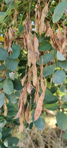 black locust