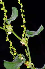 Muehlenbeckia rhyticarya
