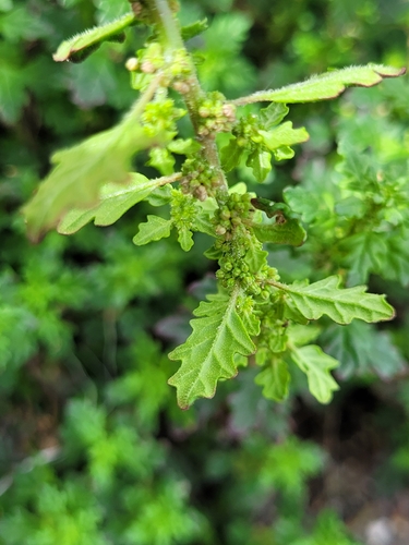 Clammy goosefoot
