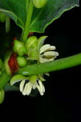 Muehlenbeckia rhyticarya