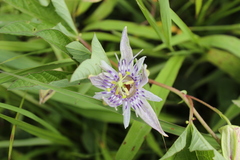 Passiflora karwinskii