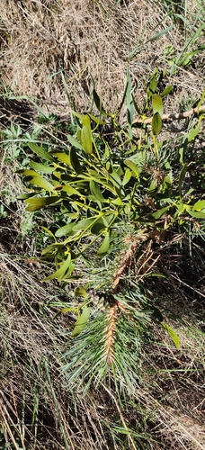 Viscum album, photograph 3