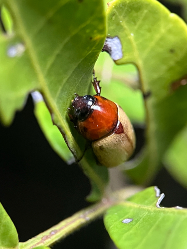 Cyclocephala melanocephala