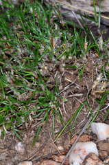 Laxmannia orientalis