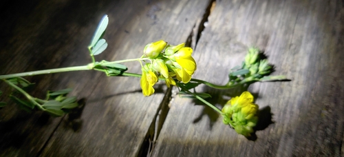 meadow pea