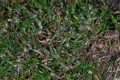 Laxmannia orientalis