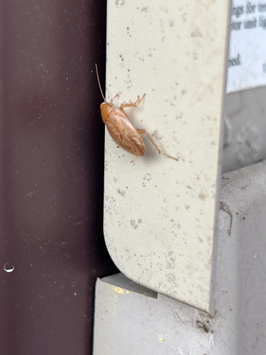 Tawny Cockroach