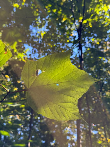 striped maple