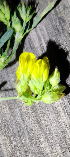 Lathyrus pratensis, photograph 4
