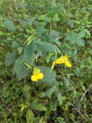 pale jewelweed