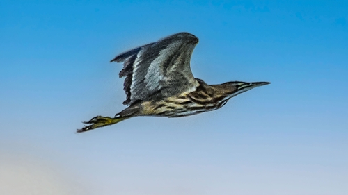 American Bittern