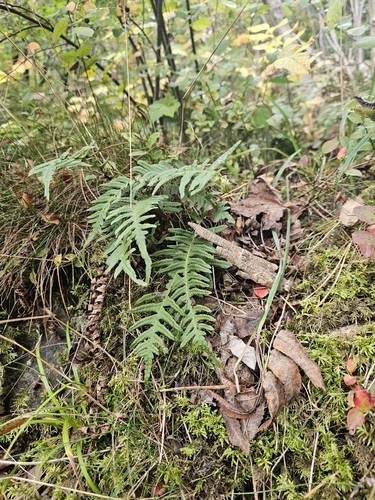 Polypodium vulgare, photograph 2