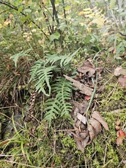 Polypodium vulgare, photograph author not stated, no rights reserved