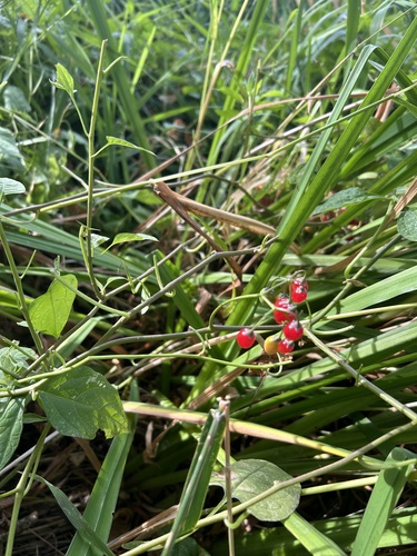 bittersweet nightshade
