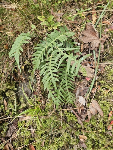 Polypodium vulgare, photograph 3