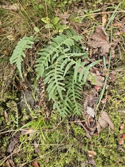 Polypodium vulgare, photograph author not stated, no rights reserved