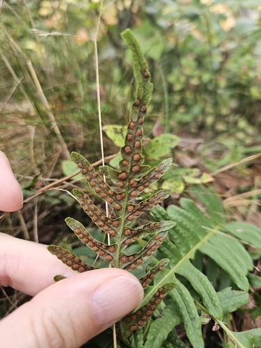 Polypodium vulgare, photograph 4