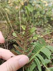 Polypodium vulgare, photograph author not stated, no rights reserved