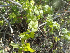 Ribes divaricatum