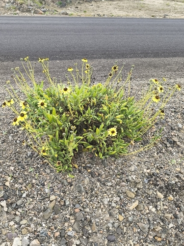 Encelia canescens, photograph 1