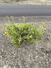 Encelia canescens