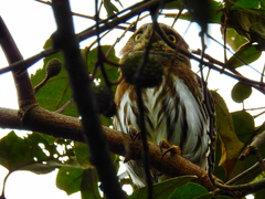 Glaucidium brasilianum