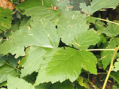 Rubus spectabilis
