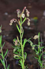 Gonocarpus elatus