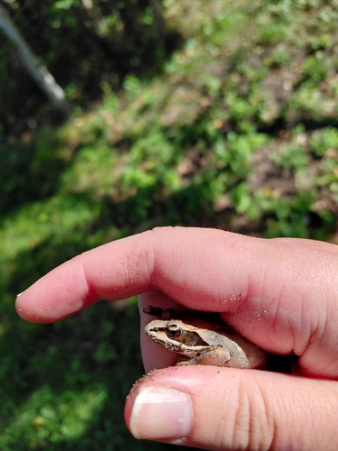 Wood Frog