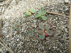 Acanthoscyphus parishii